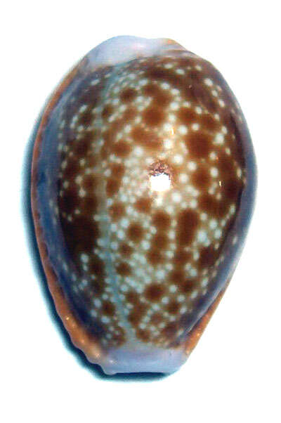 Image of Naria helvola (Linnaeus 1758)