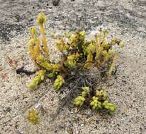 Portulaca californica D. Legrand resmi