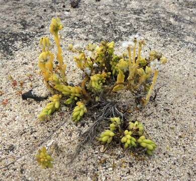 Image of Portulaca californica D. Legrand