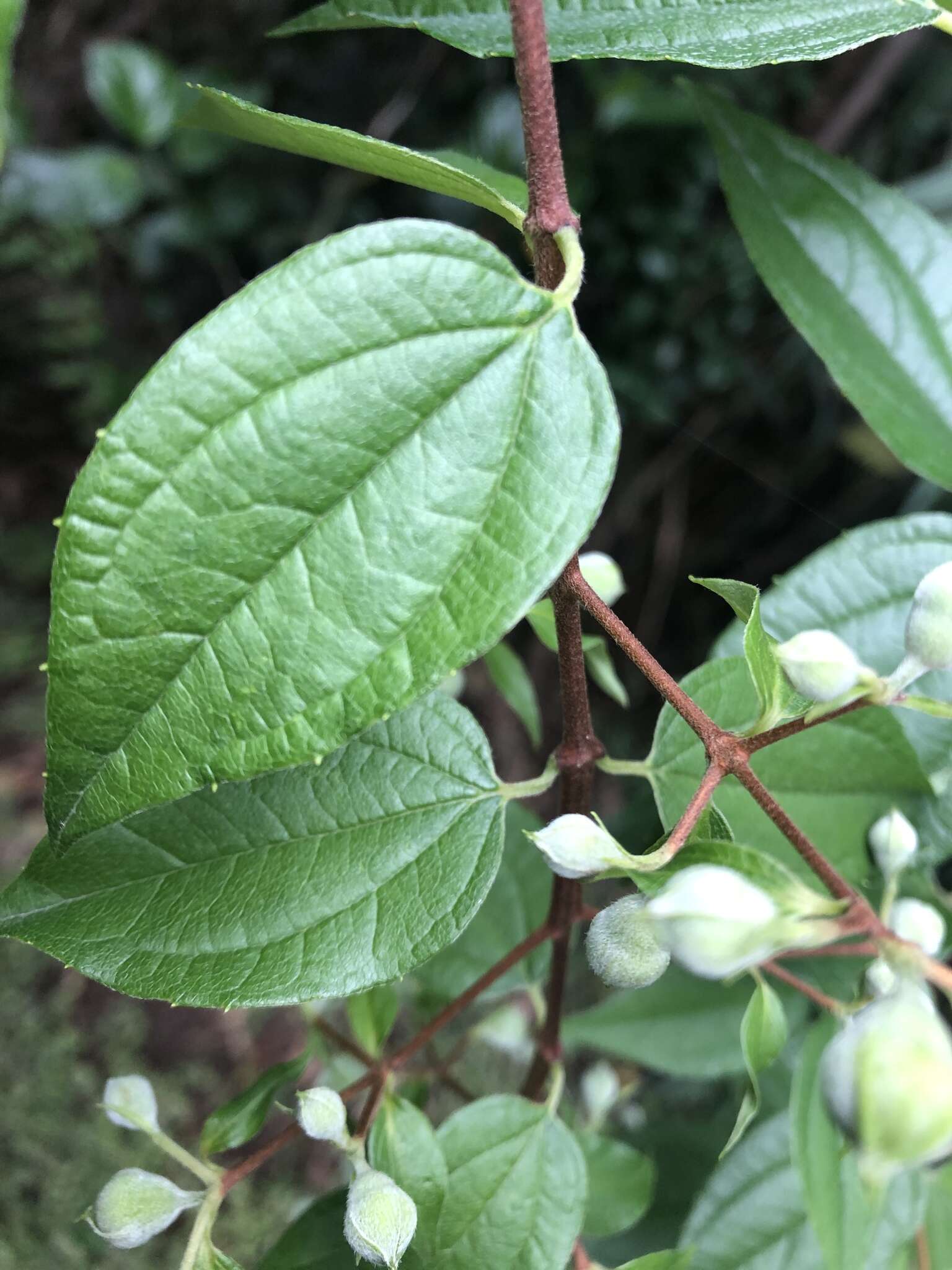 Image of Philadelphus mexicanus Schltdl.