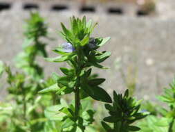 Image of common speedwell