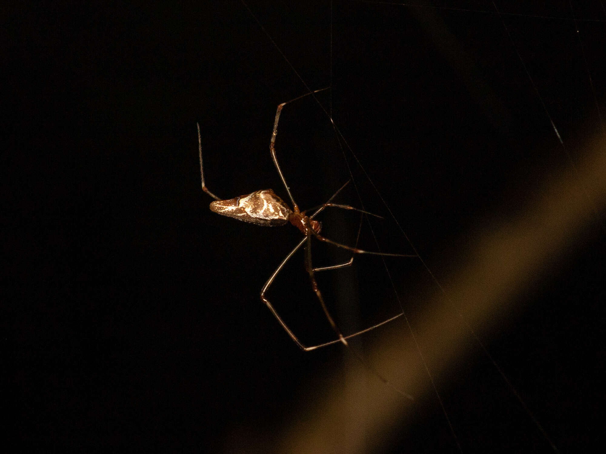 Image of Argyrodes fissifrons O. Pickard-Cambridge 1869