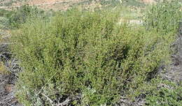 Image of Anthospermum spathulatum Spreng.