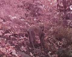 Image of Tantalus Monkey