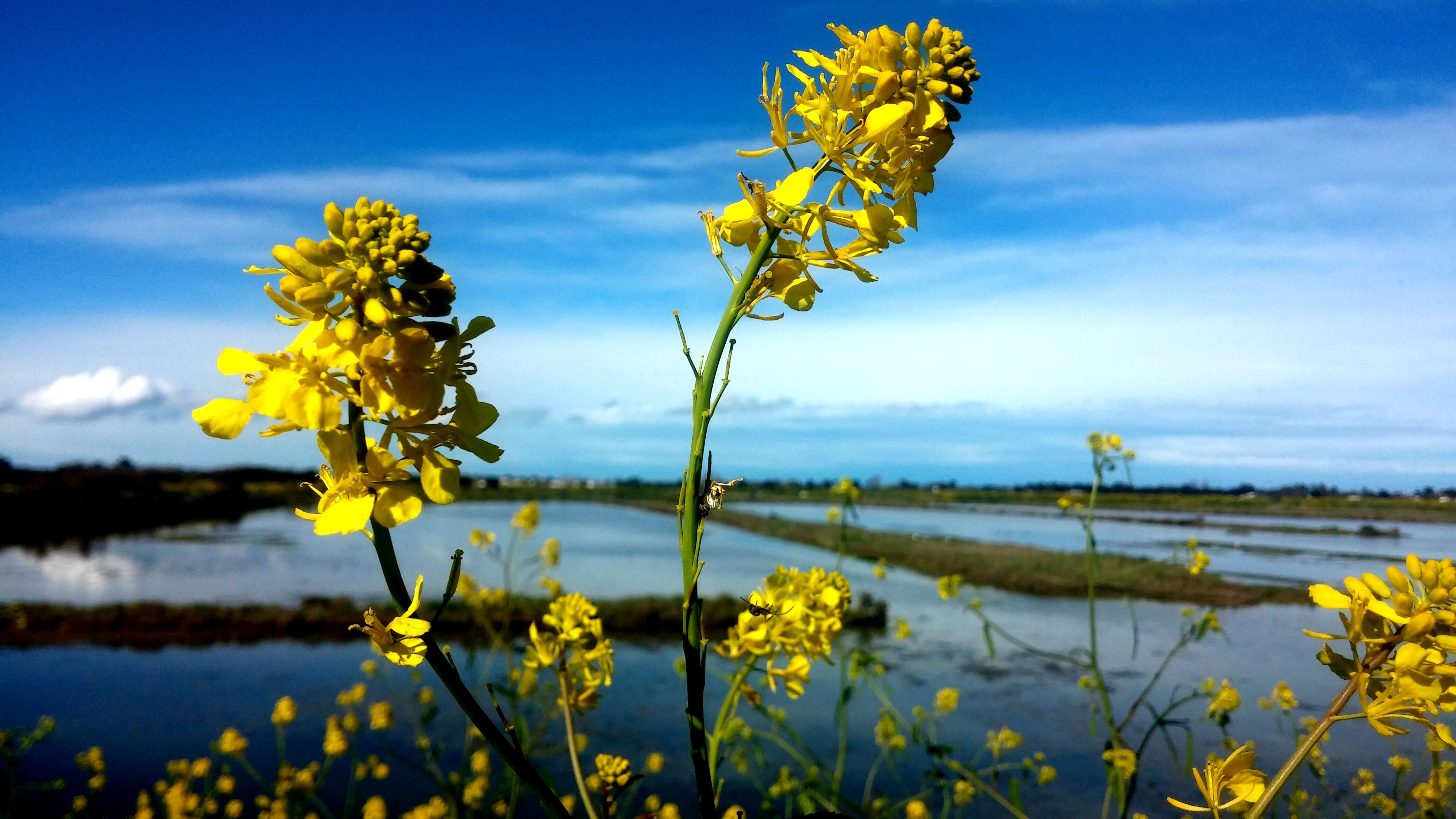 Image of black mustard