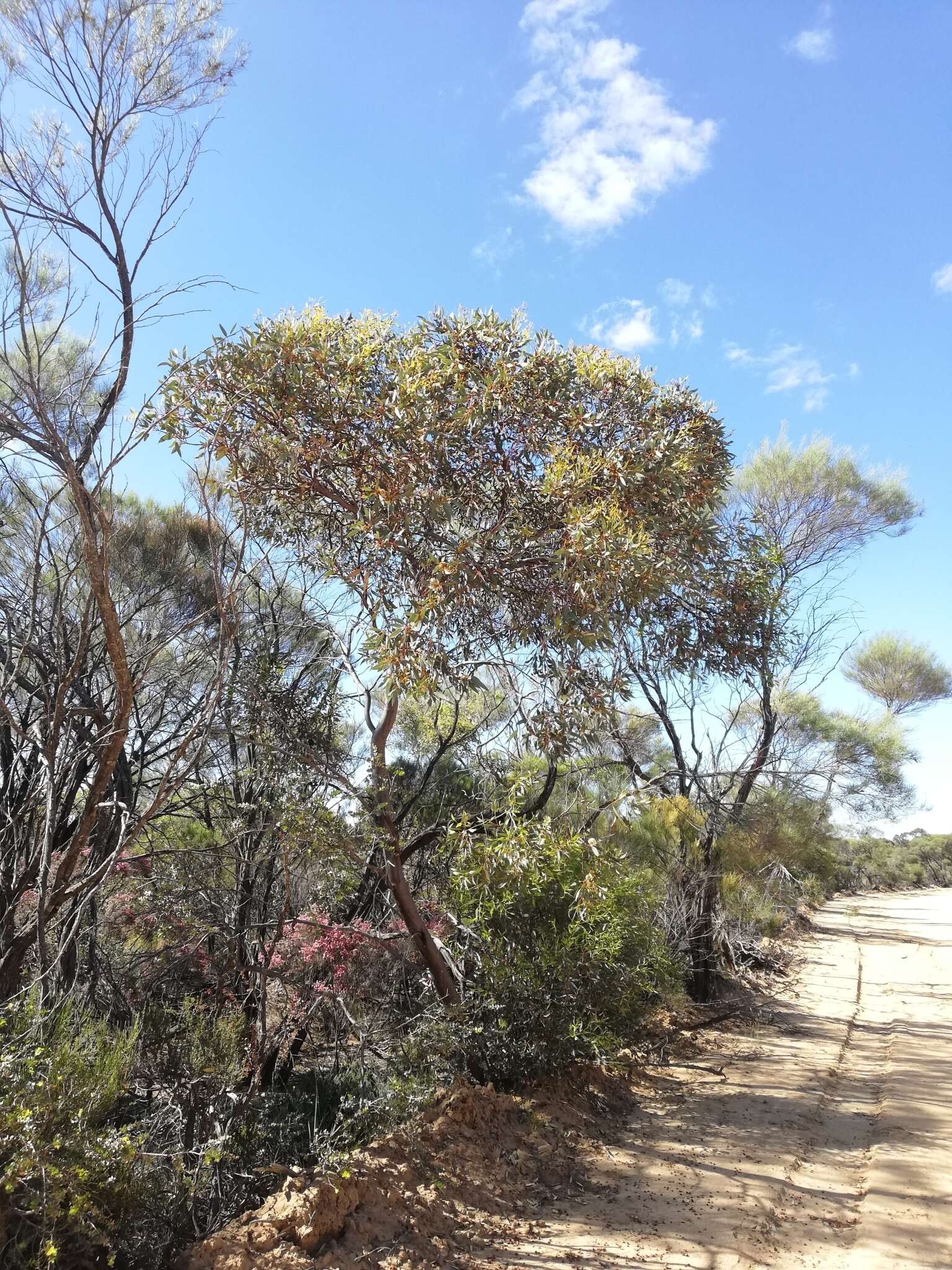 Слика од Eucalyptus oldfieldii F. Müll.