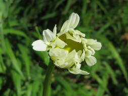 Image of Oxeye Daisy