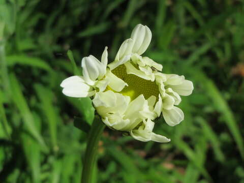 Image of Oxeye Daisy