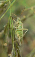 Image of Stenotus nigroquadristriatus (Kirkaldy 1902)