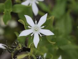 Image of Orianthera serpyllifolia (R. Br.) C. S. P. Foster & B. J. Conn