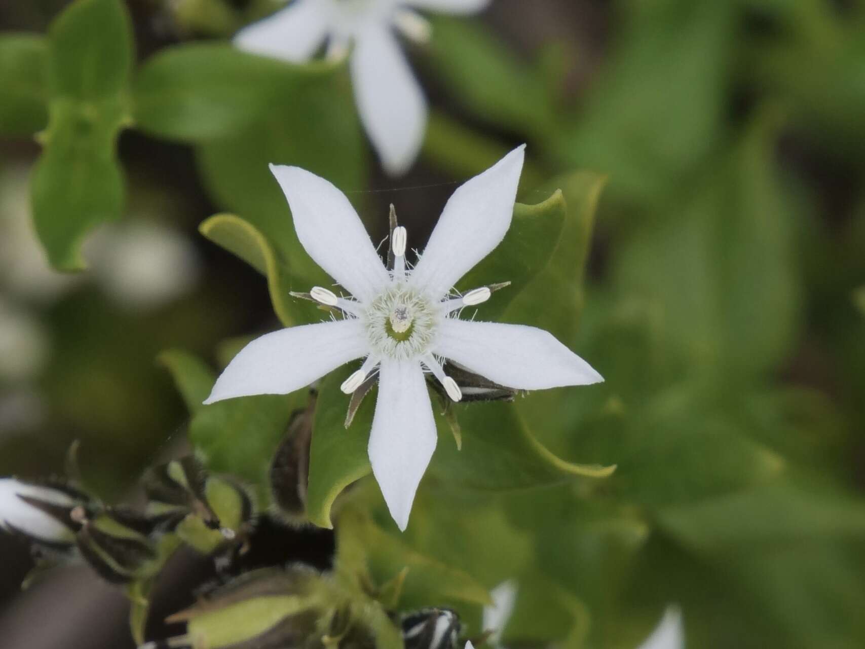 Image of Orianthera serpyllifolia (R. Br.) C. S. P. Foster & B. J. Conn