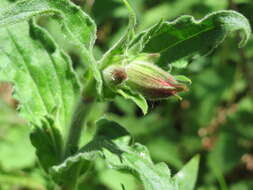 Image of Bladder Campion