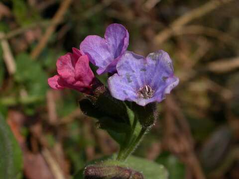 Image of Lungwort