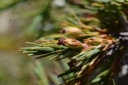 Слика од Dracophyllum kirkii Berggr.