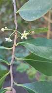 Plancia ëd Gymnosporia cassinoides (L'Hér.) Masf.