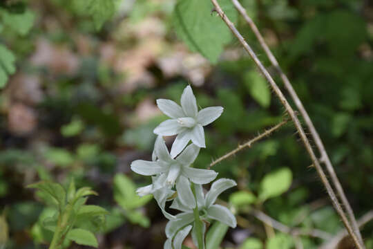 Image of drooping star of Bethlehem