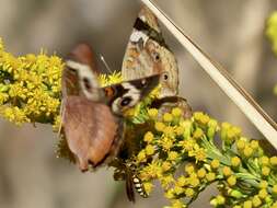 Myzinum carolinianum (Panzer 1806)的圖片