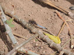 Image of Orthetrum azureum (Rambur 1842)