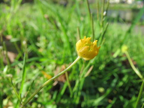 Image of Goldilocks Buttercup