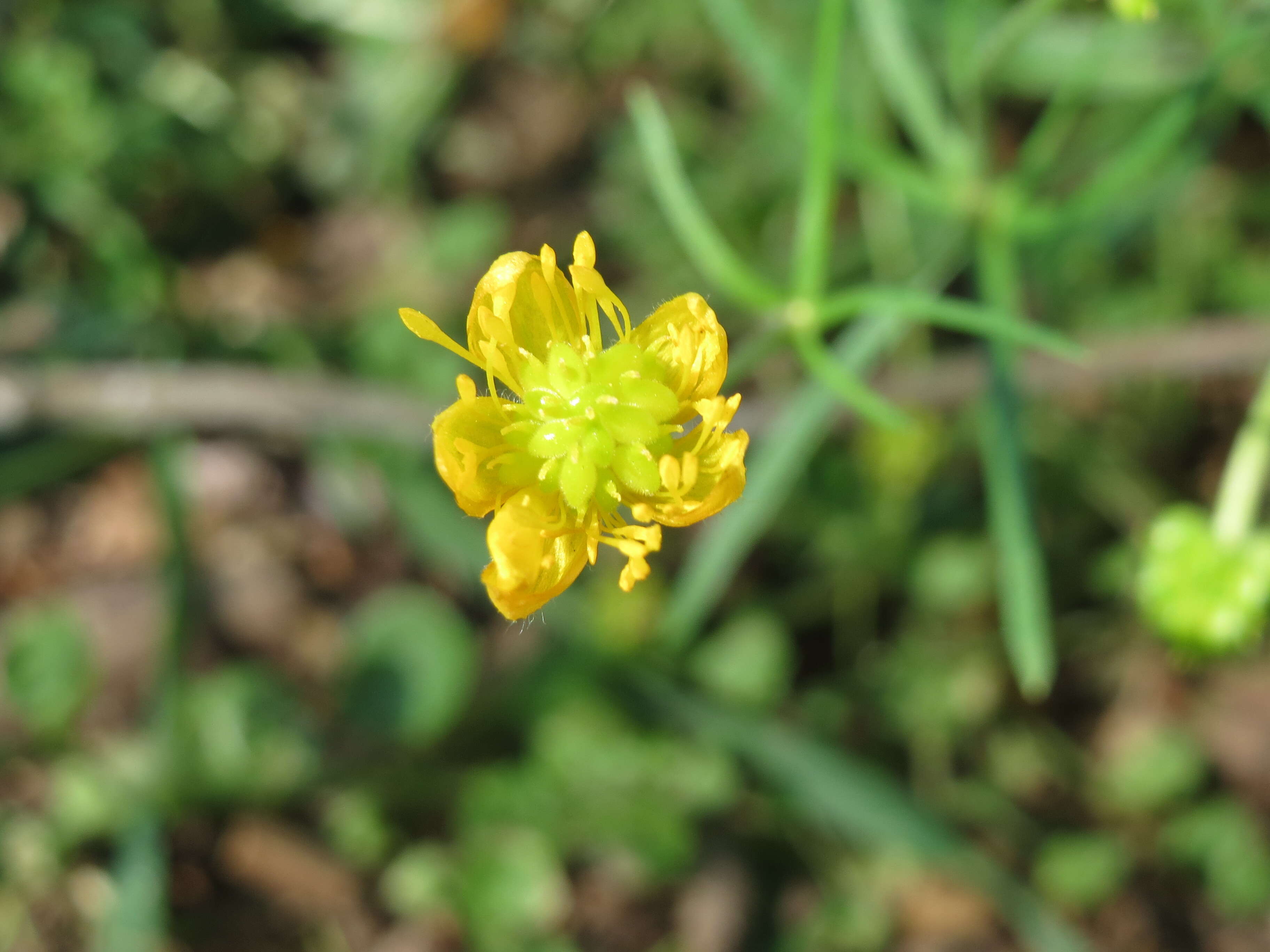 Image of Goldilocks Buttercup