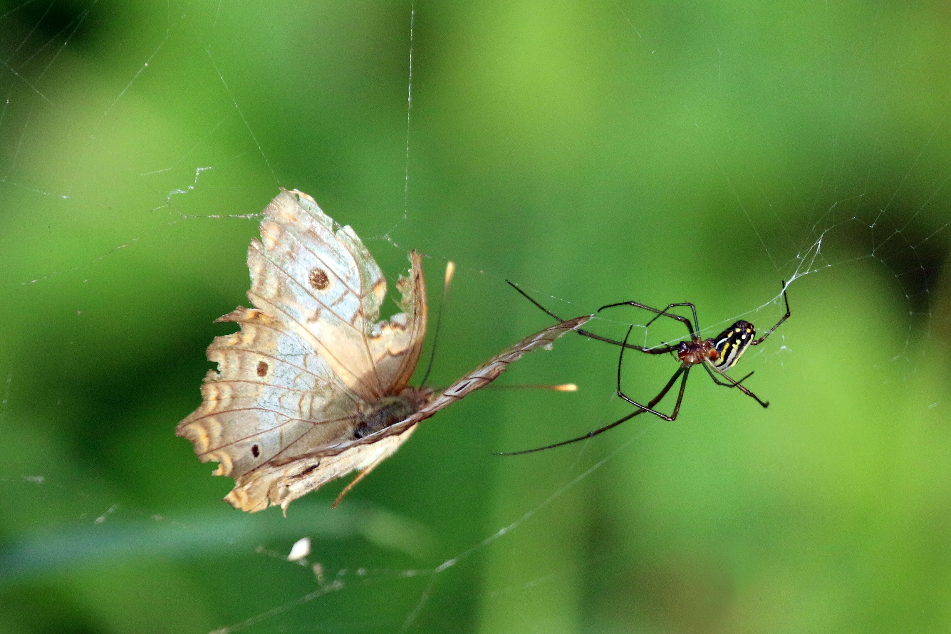 Image of White Peacock