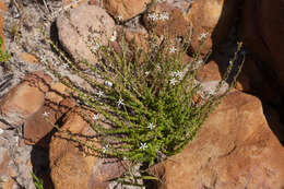 Image of Wahlenbergia tenella (L. fil.) Lammers