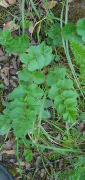 Image of Pimpinella lutea Desf.