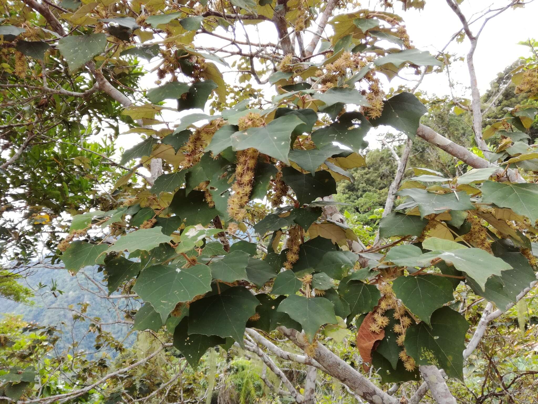 Image of Mallotus paniculatus var. formosanus (Hayata) Hurus.