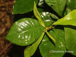 صورة Ardisia chinensis Benth.