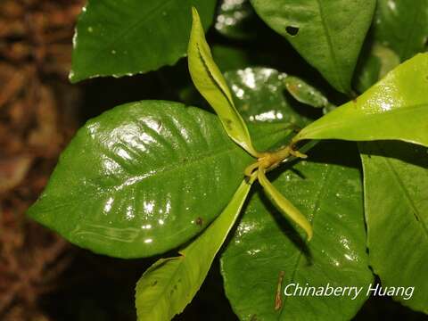 صورة Ardisia chinensis Benth.