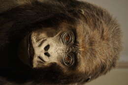 Sivun Gorilla beringei graueri Matschie 1914 kuva