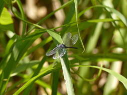 Image de Oligoclada laetitia Ris 1911