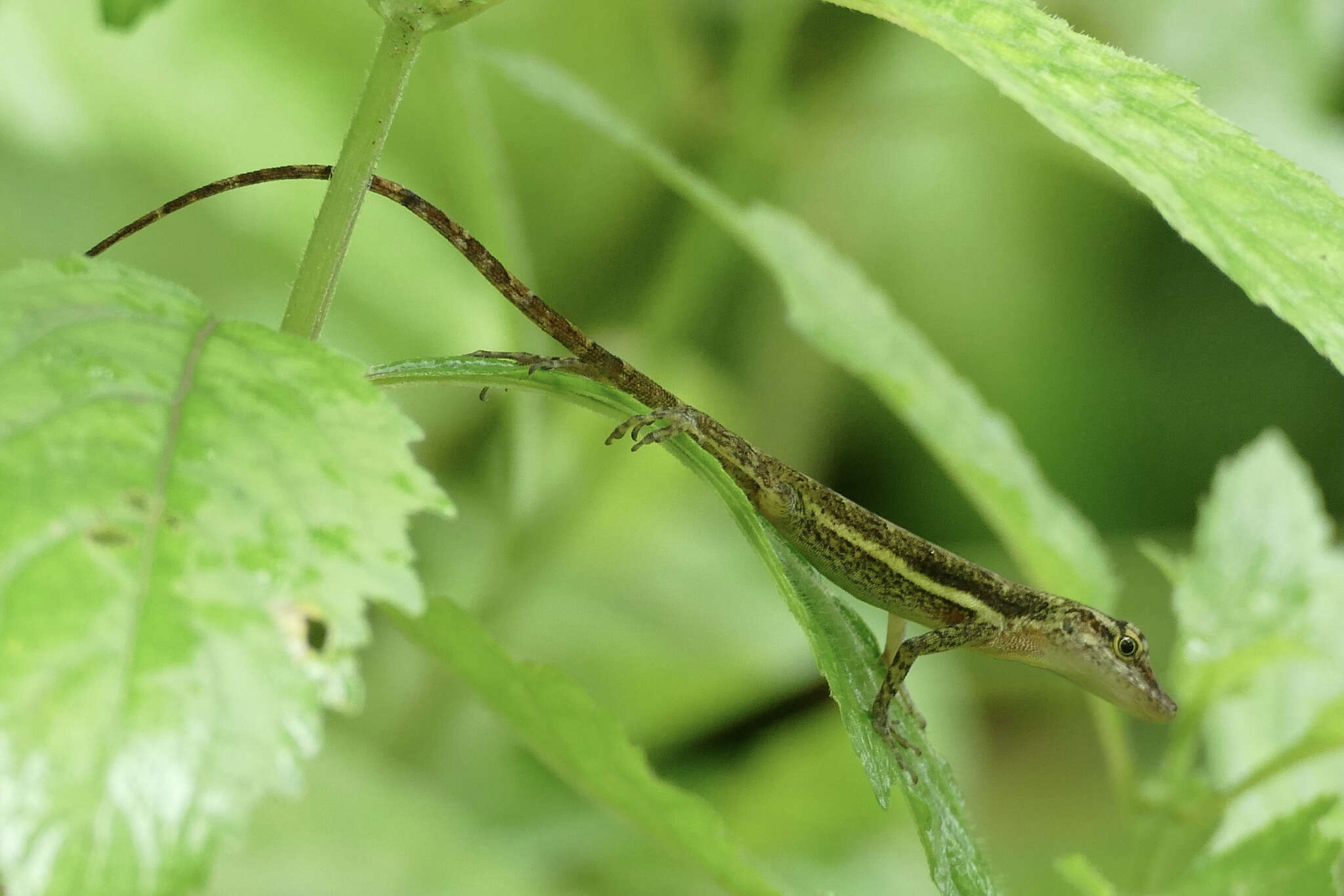 Image of Townsend's Anole