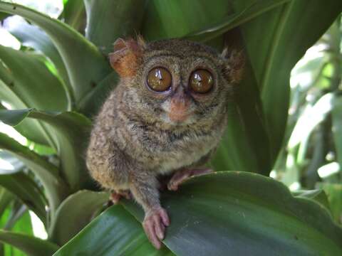 Image of tarsier