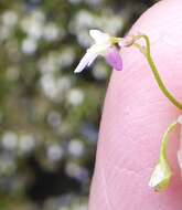 Image of Utricularia kumaonensis Oliv.