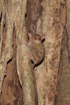 Image of tarsier