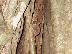 Image of tarsier