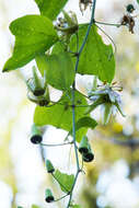 Image de Passiflora urnifolia Rusby