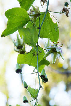 Слика од Passiflora urnifolia Rusby