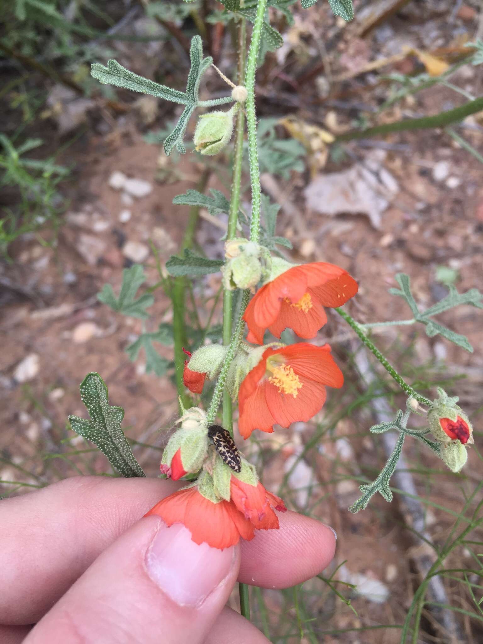 Image de Acmaeodera cuneata Fall 1899