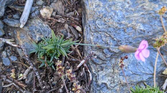 Image of Dianthus pungens subsp. brachyanthus (Boiss.) Bernal, Fernández Casas, G. López, M. Laínz & Muñoz Garmendia