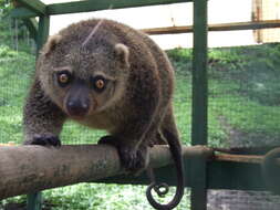 Image of brushtail possums and cuscuses