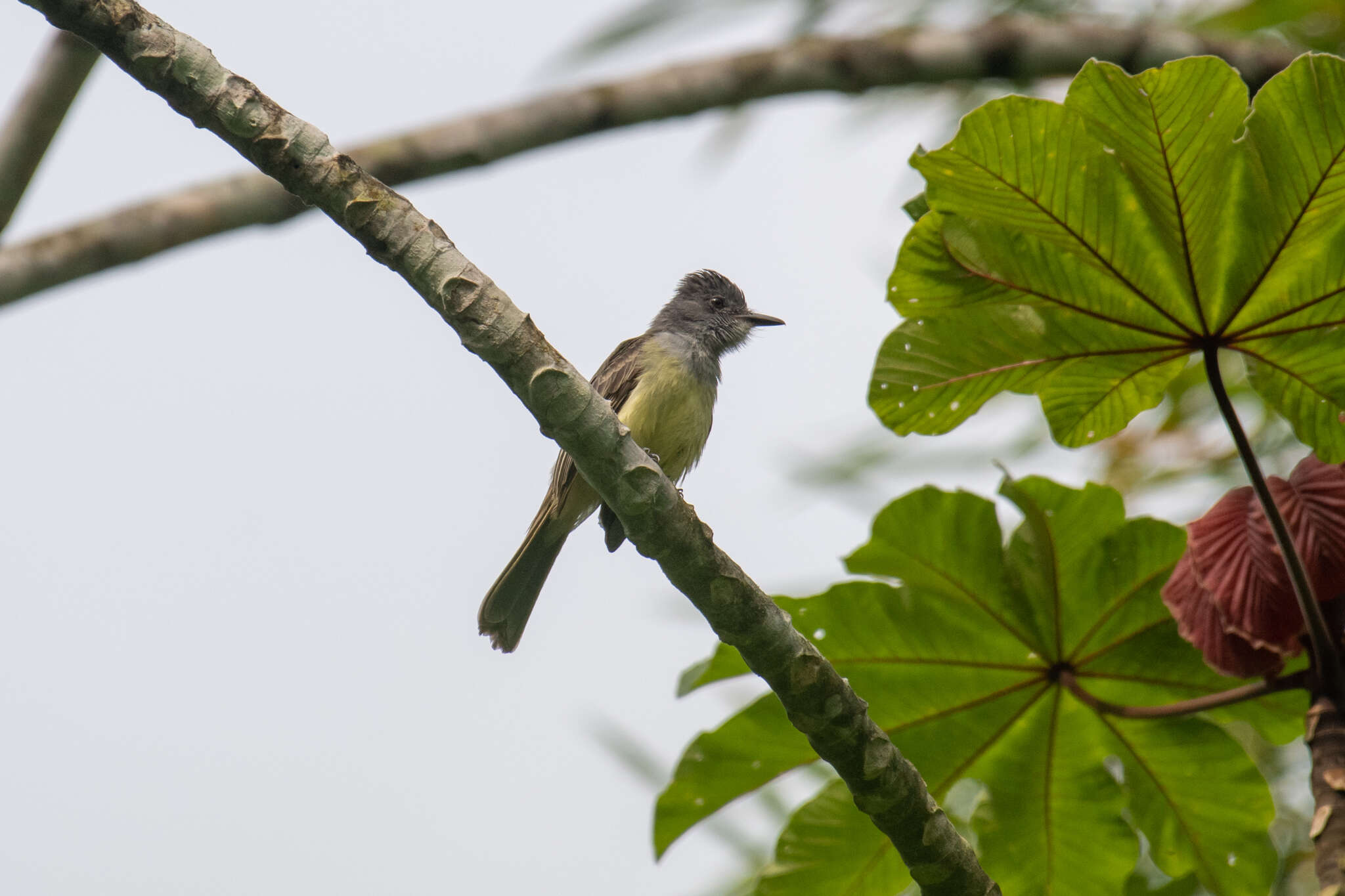 Imagem de Myiarchus phaeocephalus Sclater & PL 1860