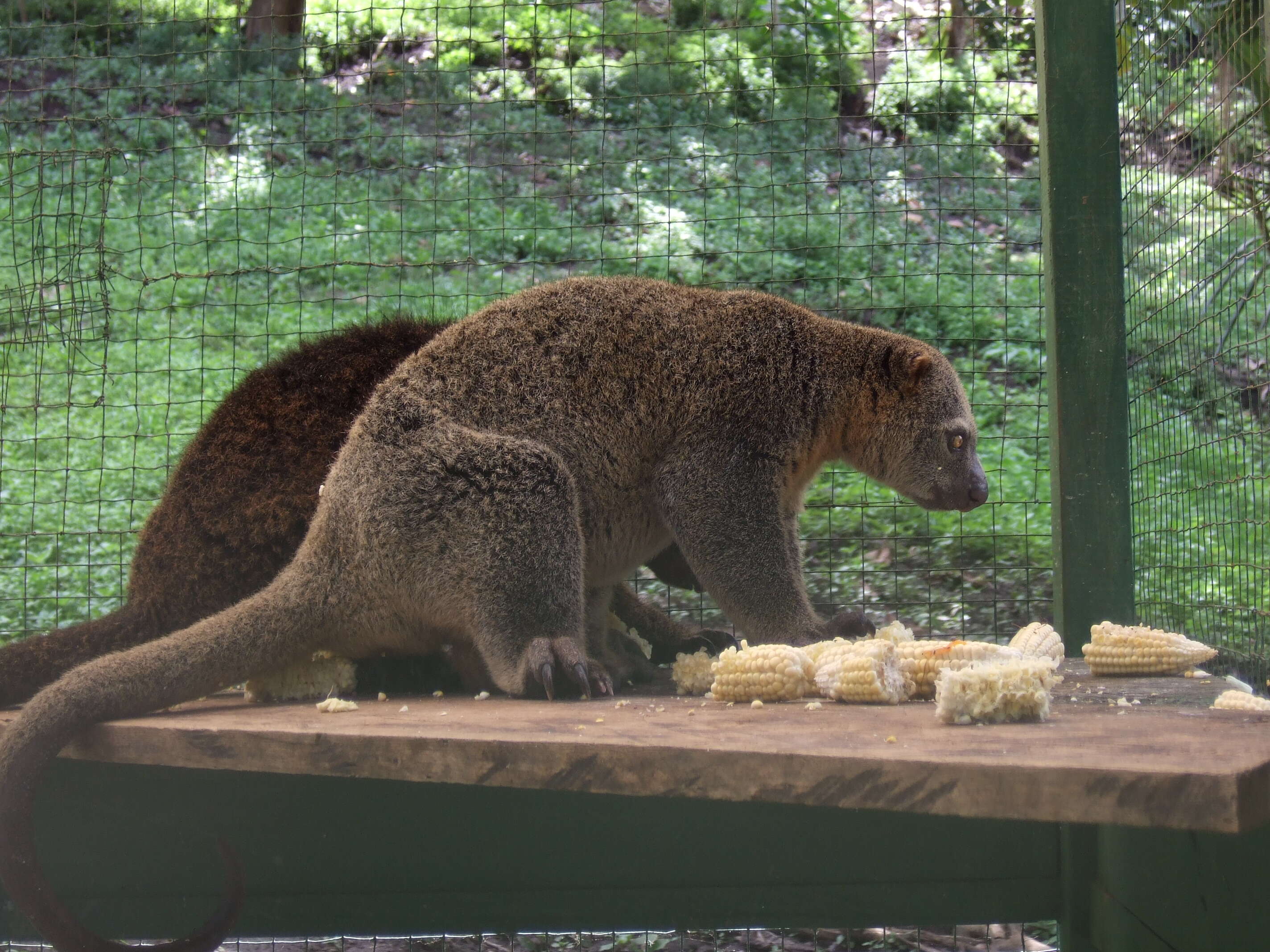 Image of brushtail possums and cuscuses