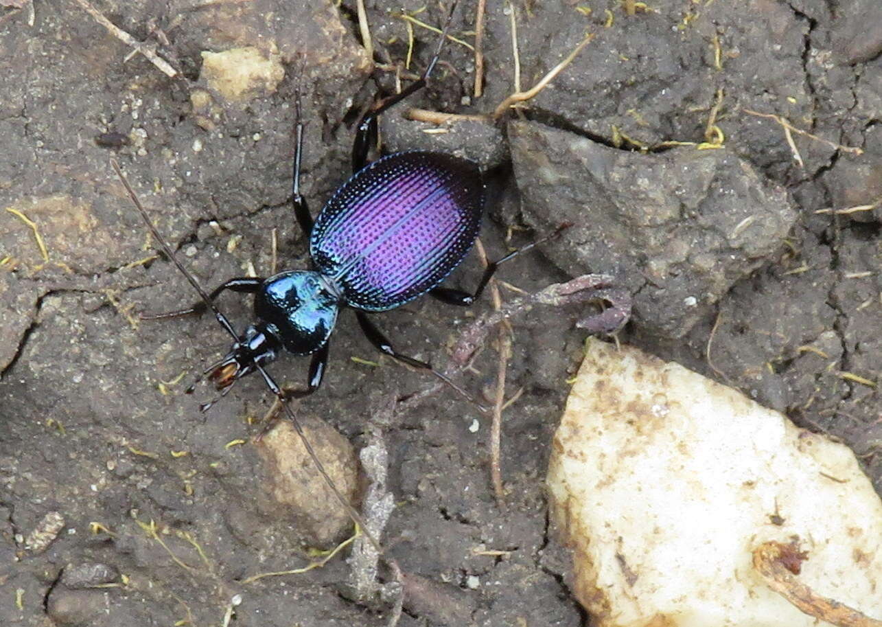 صورة Scaphinotus (Nomaretus) cavicollis (Le Conte 1859)