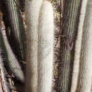 Image of Espostoopsis dybowskii (Rol.-Goss.) Buxb.