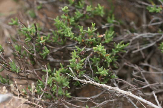 Image of Ruschia uitenhagensis (L. Bol.) Schwant.