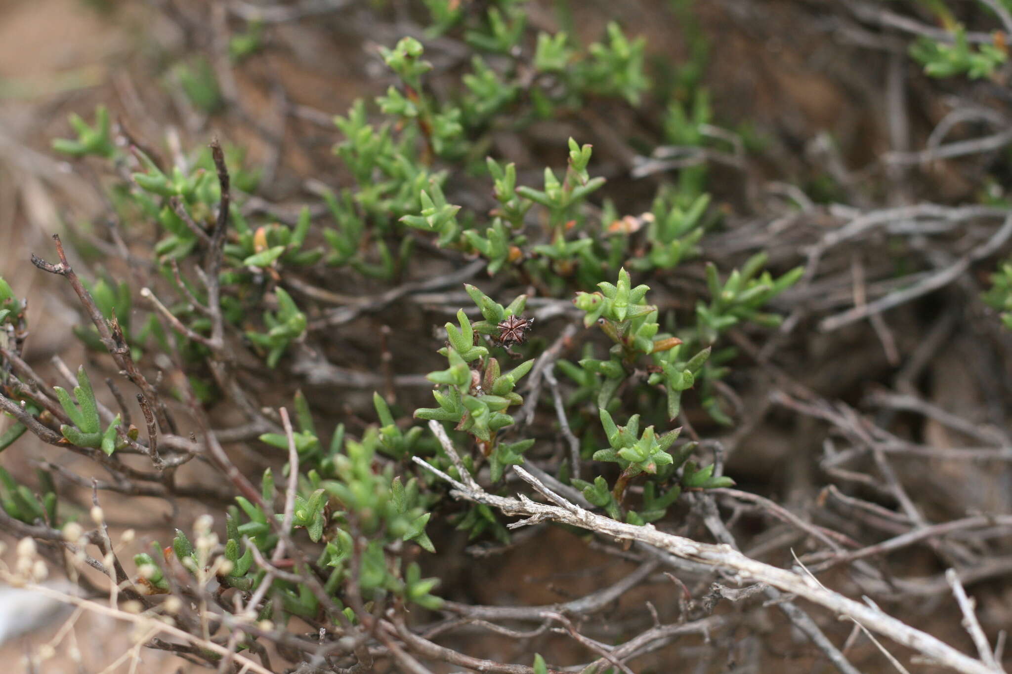 Слика од Ruschia uitenhagensis (L. Bol.) Schwant.