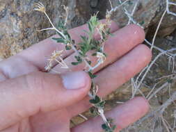 Image of shrubby brickellbush