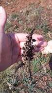 Image of Asphodeline taurica (Pall. ex M. Bieb.) Endl.